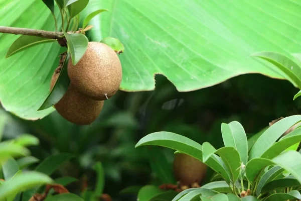 buah-sawo-untuk-asam-lambung