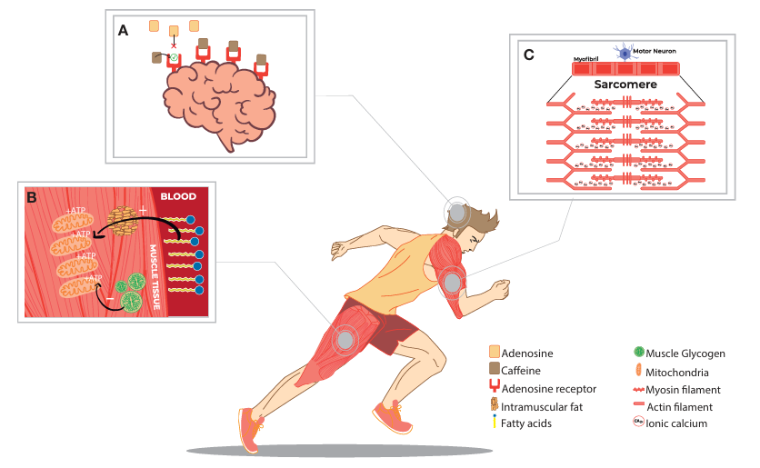 kafein-mempengaruhi-performa