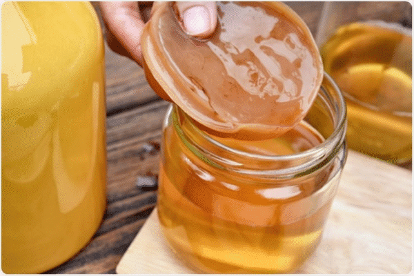 membuat-kombucha