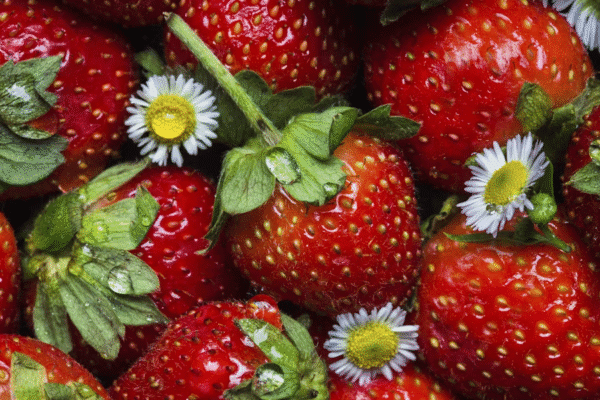 manfaat-stroberi-lansia