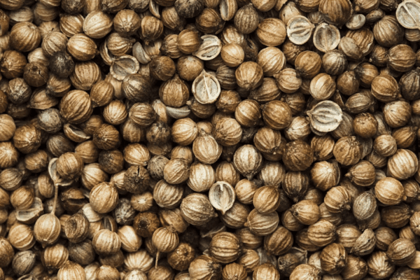 manfaat-air-rebusan-ketumbar